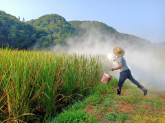 水八仙系列里的“即食菜”